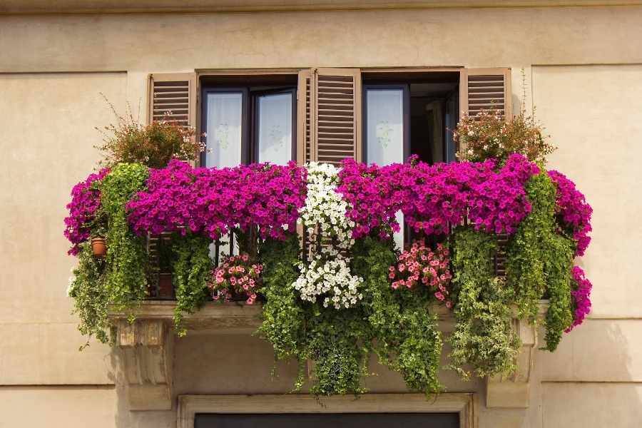 Un balcon d'appartement richement fleuri de plantes retombantes roses et blanches illustre la décoration d'un balcon d'hiver.